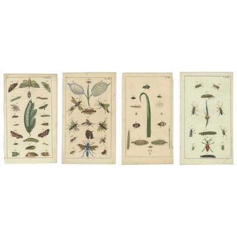 Small and Rare Natural History Prints Featuring Insects and Plants, 1832