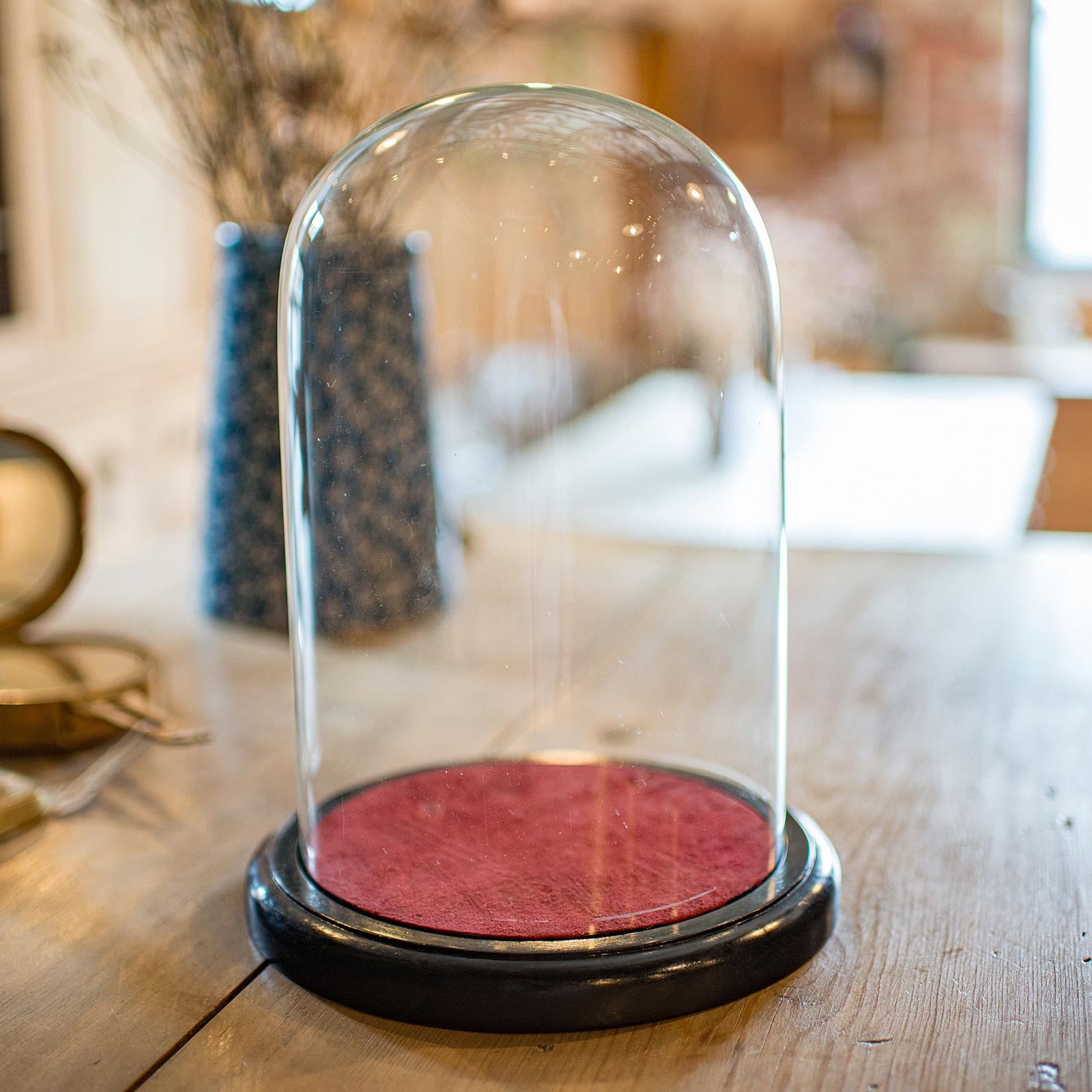 Late Victorian Small Antique Display Case, English, Glass, Taxidermy Dome, Victorian, C.1900 For Sale