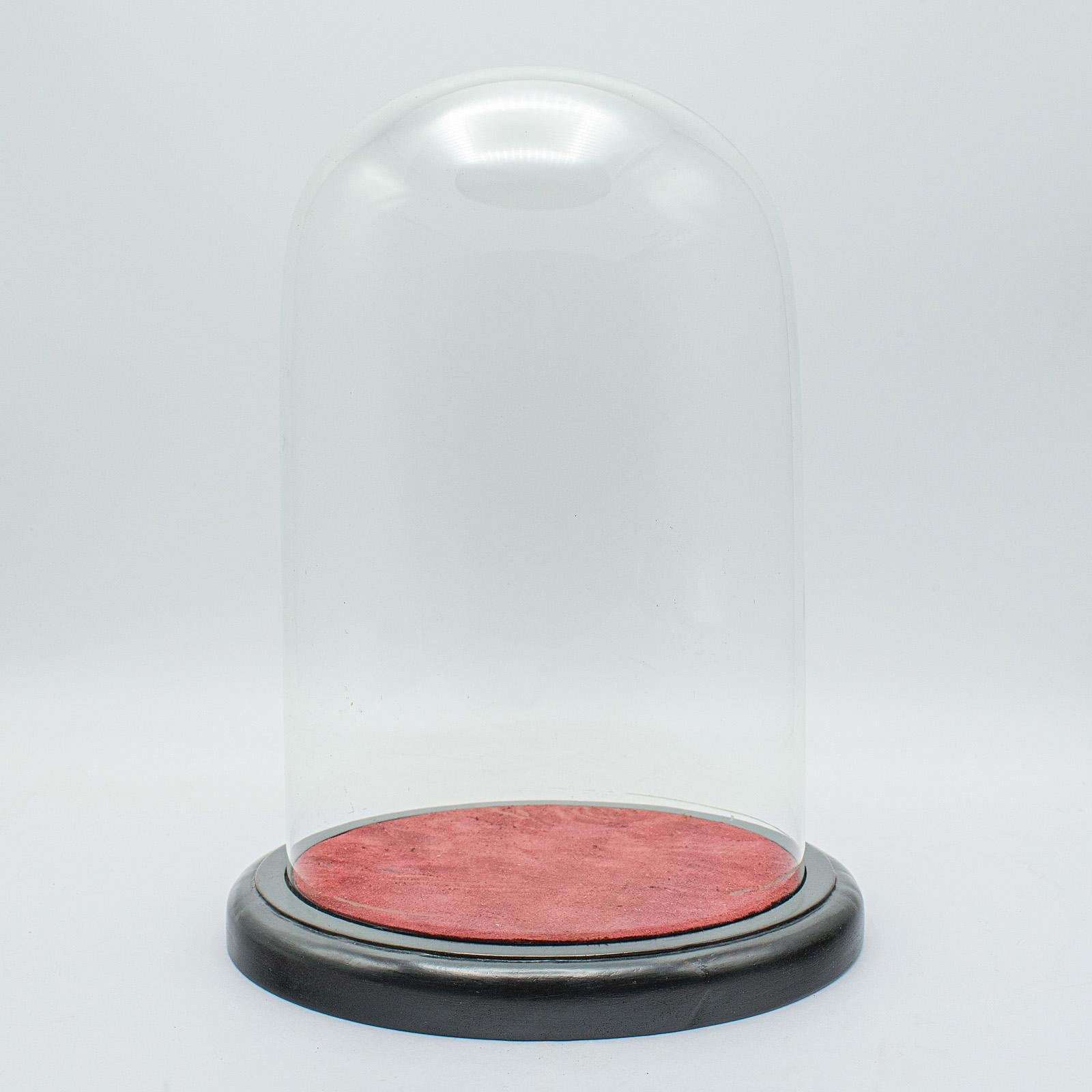 Small Antique Display Case, English, Glass, Taxidermy Dome, Victorian, C.1900 For Sale 3