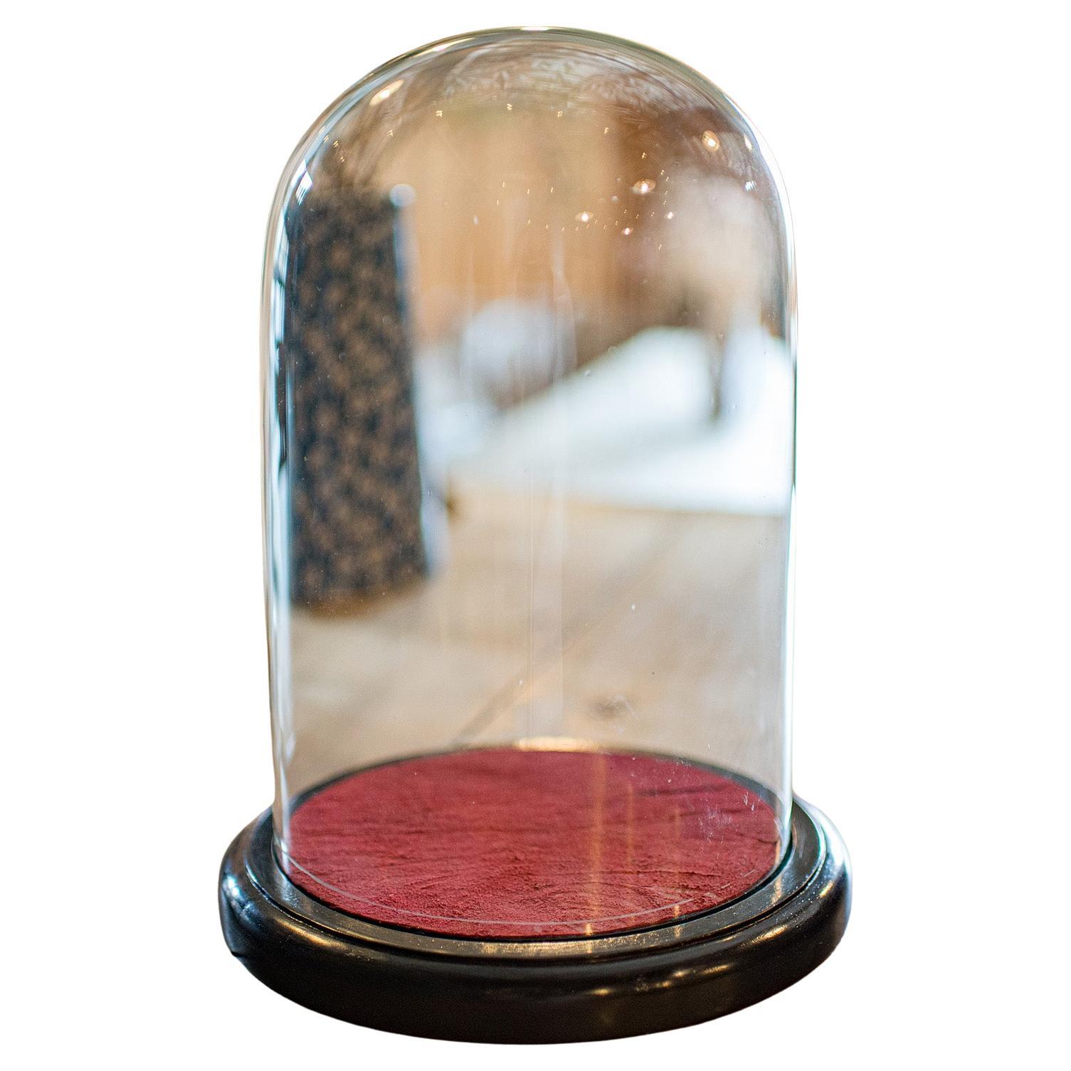 Small Antique Display Case, English, Glass, Taxidermy Dome, Victorian, C.1900