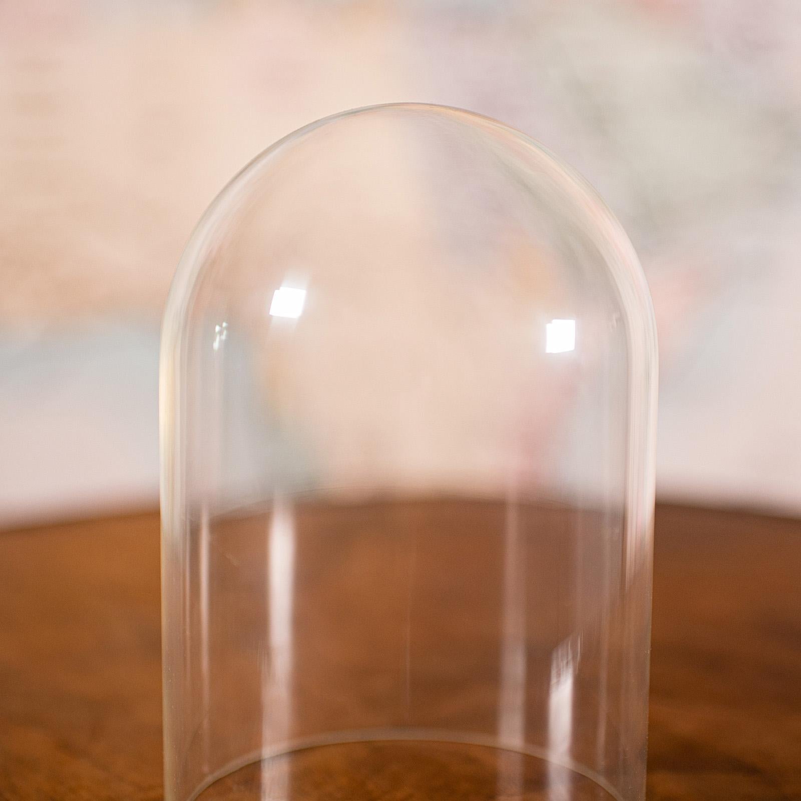 Small Antique Display Dome, English, Glass, Beech, Showcase, Edwardian, C.1910 For Sale 3