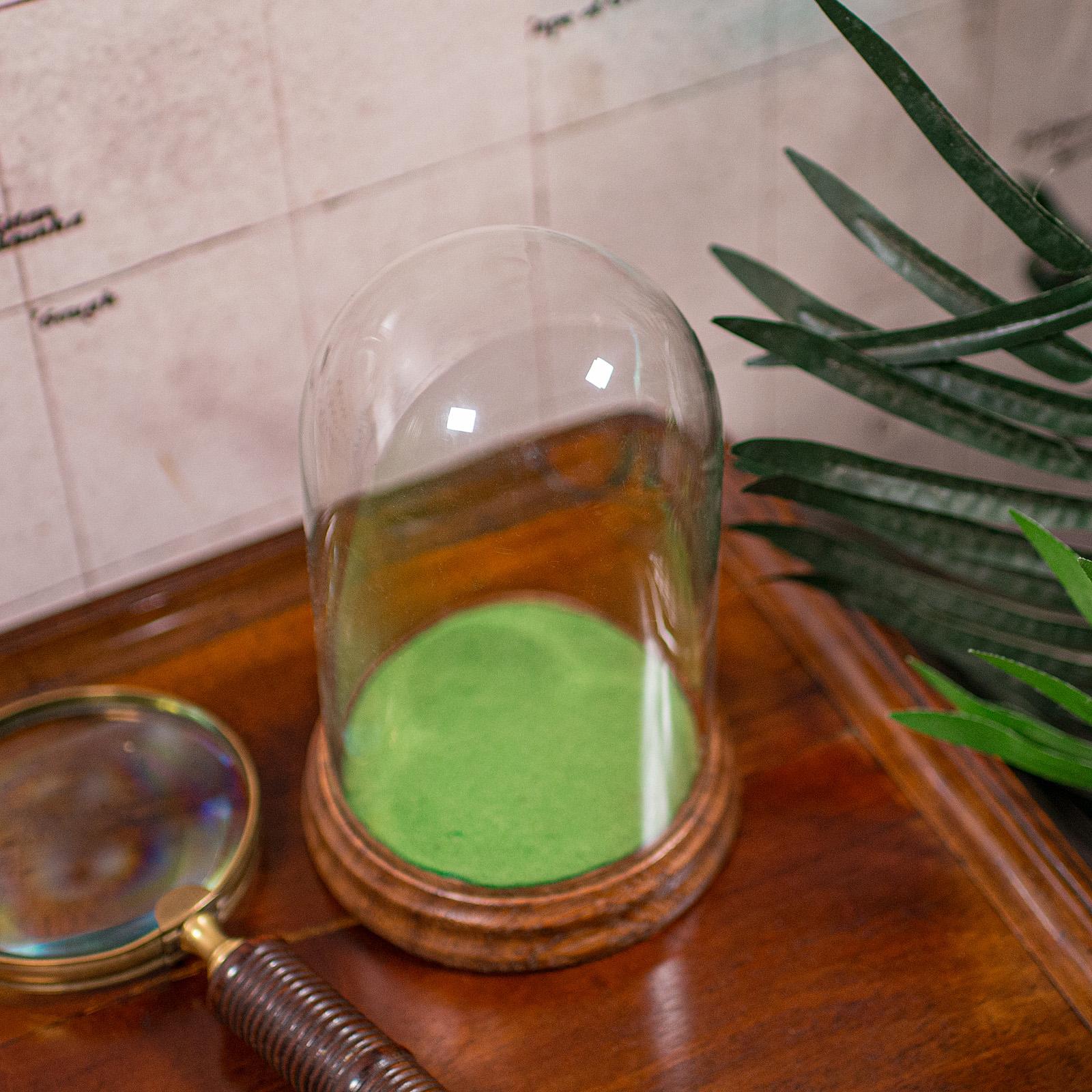 Petit dôme d'exposition ancien, anglais, verre, vitrine de spécimen, édouardien, C.C.1910 en vente 3