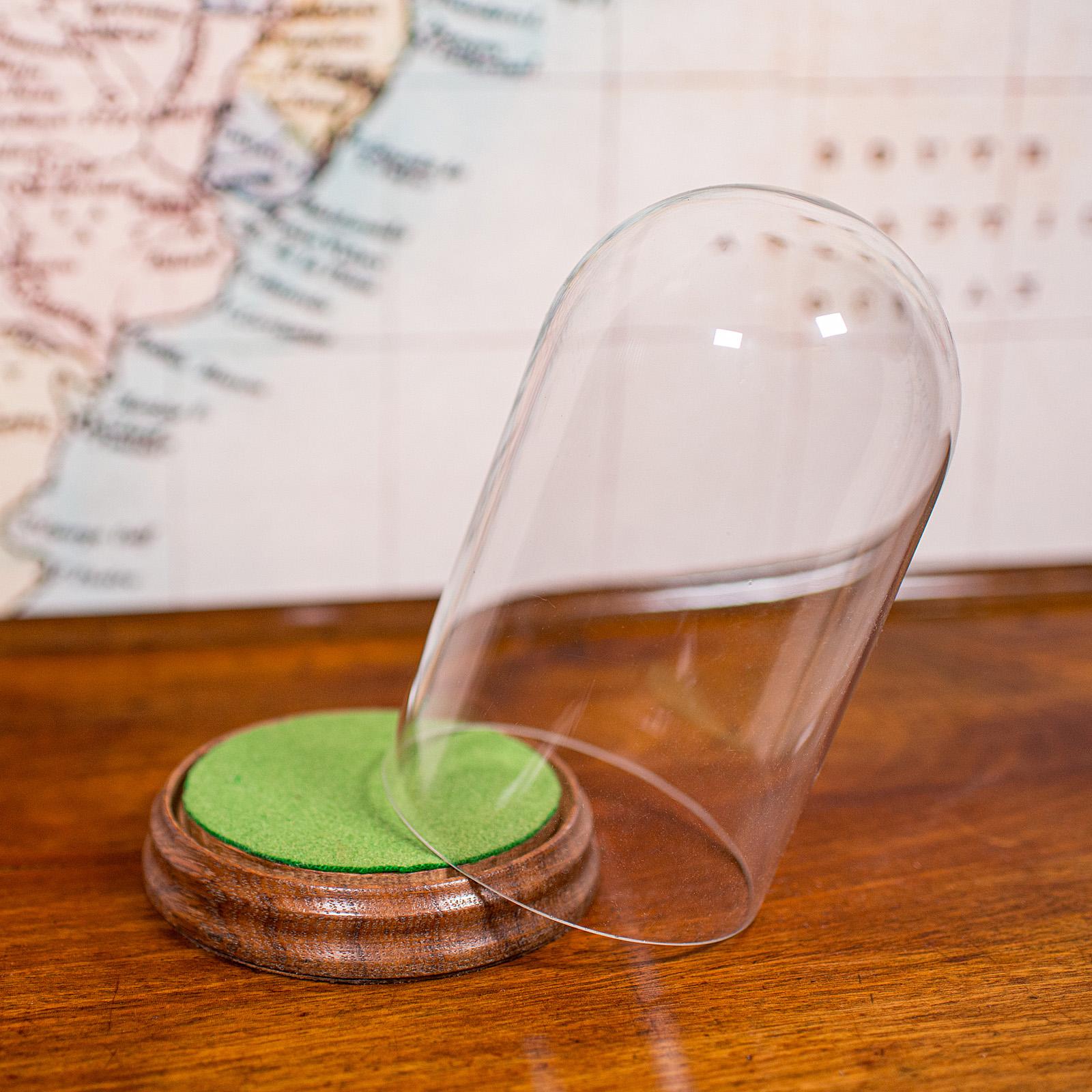 Britannique Petit dôme d'exposition ancien, anglais, verre, vitrine de spécimen, édouardien, C.C.1910 en vente