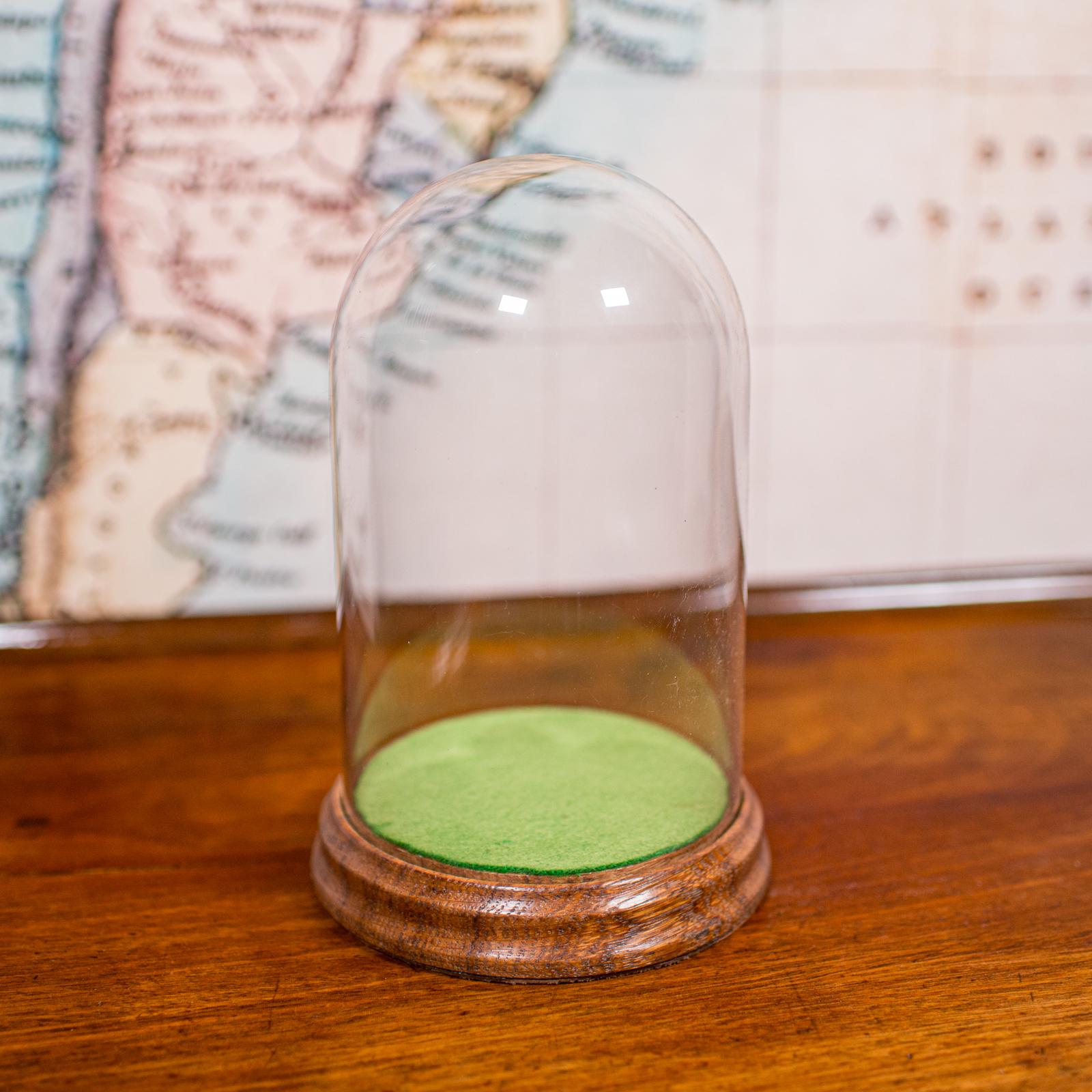 Petit dôme d'exposition ancien, anglais, verre, vitrine de spécimen, édouardien, C.C.1910 Bon état - En vente à Hele, Devon, GB