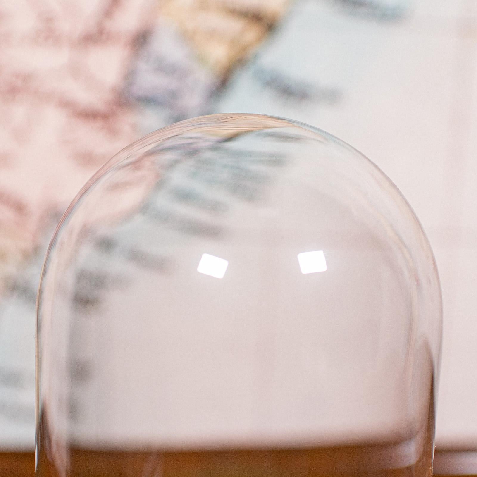 Début du 20ème siècle Petit dôme d'exposition ancien, anglais, verre, vitrine de spécimen, édouardien, C.C.1910 en vente