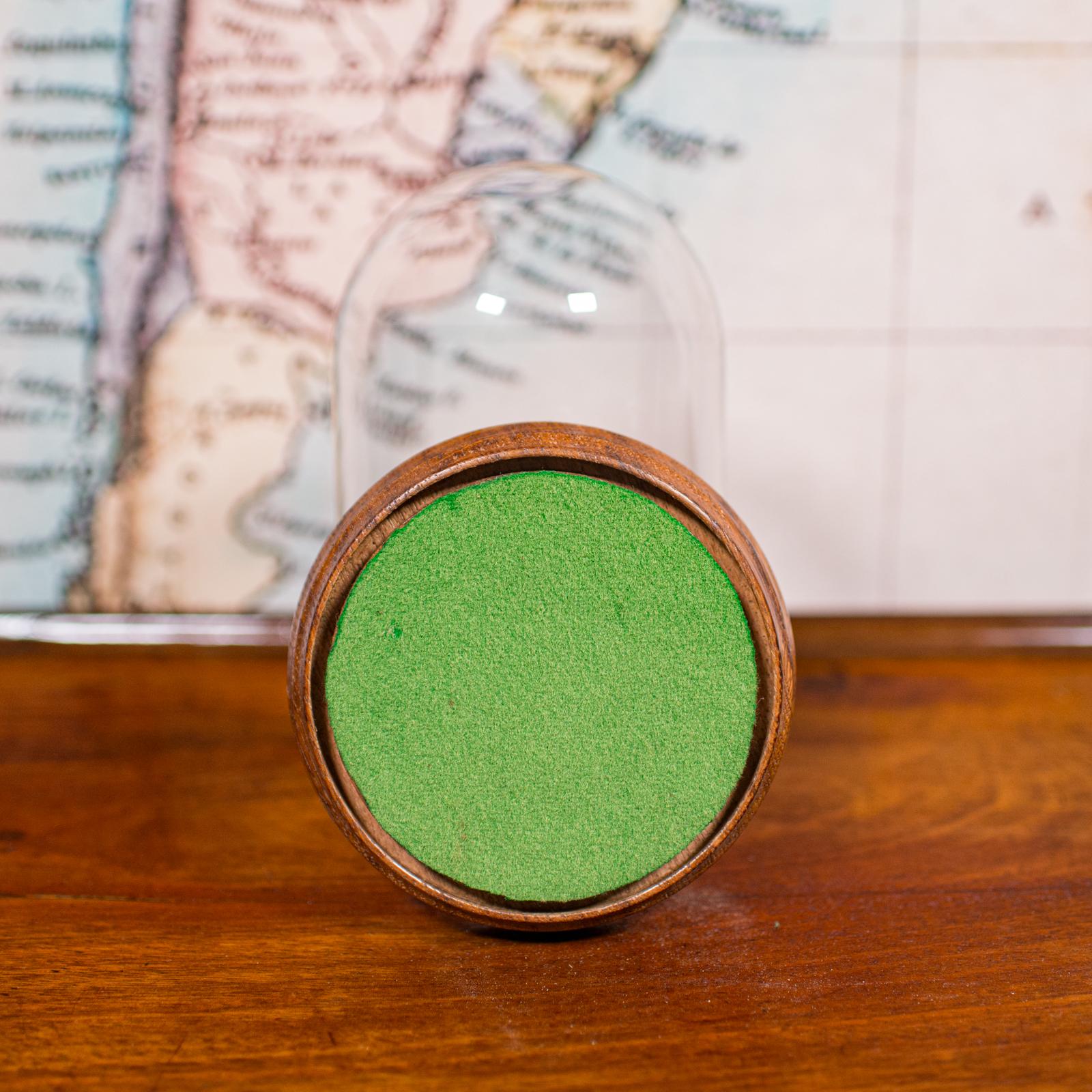 Verre Petit dôme d'exposition ancien, anglais, verre, vitrine de spécimen, édouardien, C.C.1910 en vente