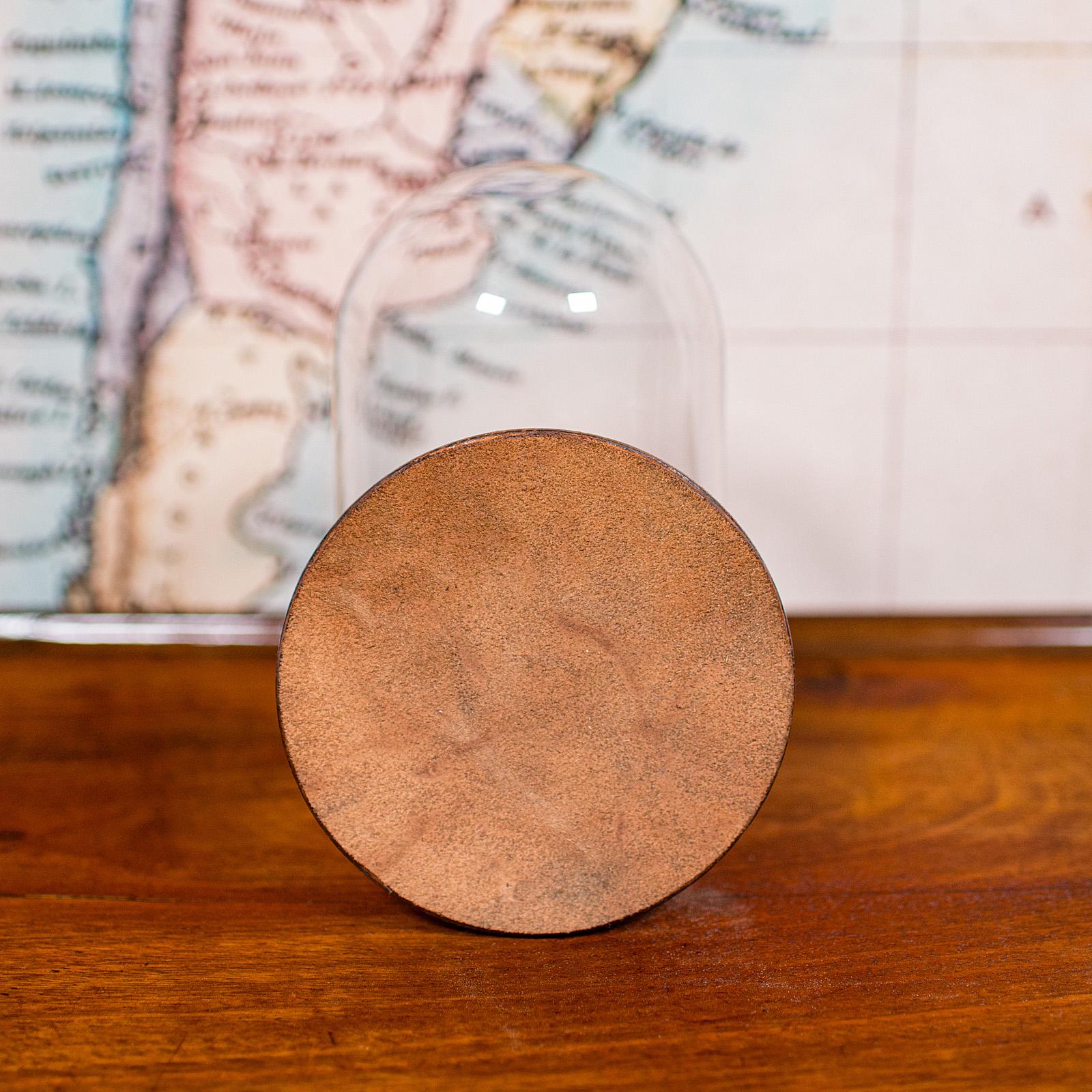 Petit dôme d'exposition ancien, anglais, verre, vitrine de spécimen, édouardien, C.C.1910 en vente 1