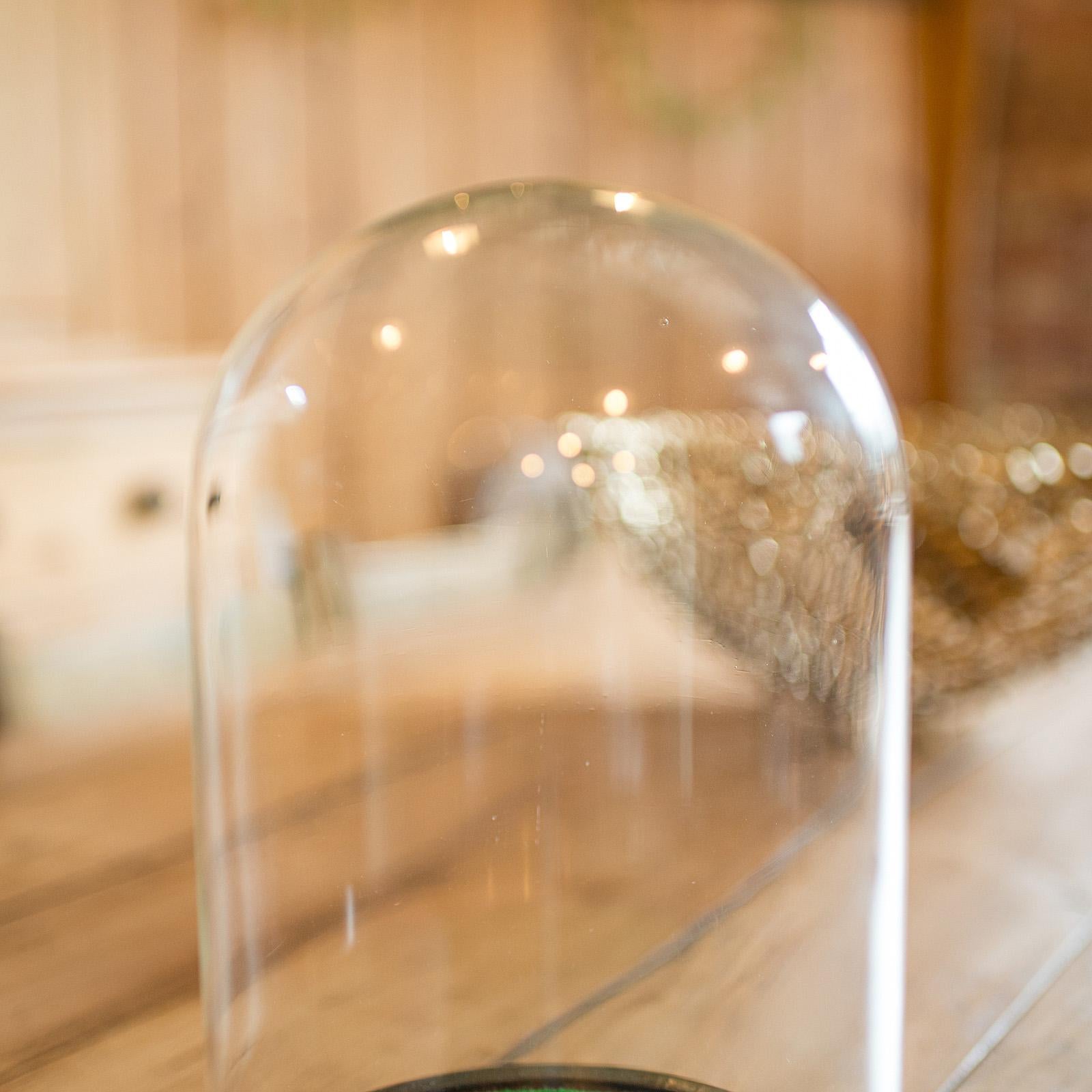 Small Antique Display Dome, English, Taxidermy, Specimen, Showcase, Victorian In Good Condition For Sale In Hele, Devon, GB