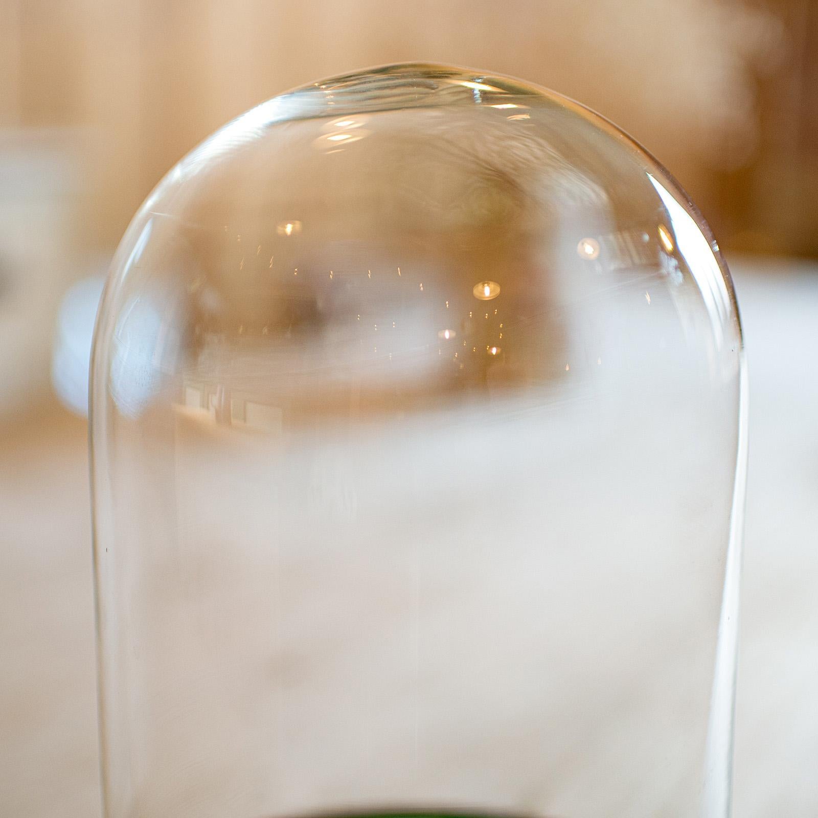 19th Century Small Antique Specimen Dome, English, Botany, Taxidermy, Display Case, Victorian For Sale