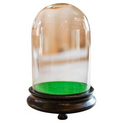 Piccolo esemplare antico a cupola, inglese, botanica, tassidermia, vetrina, vittoriano
