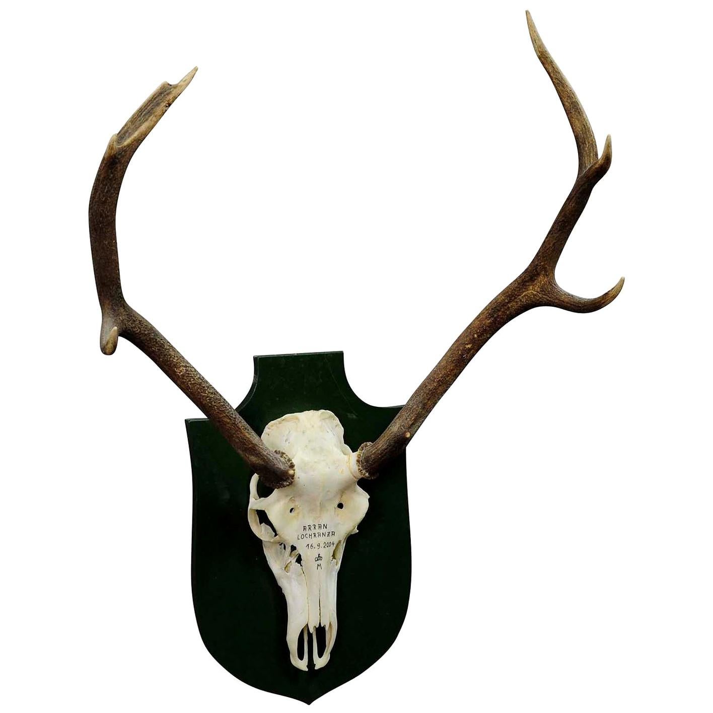 Small Black Forest Deer Trophy from a Noble Black Forest Estate
