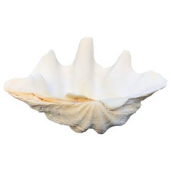 Petite Console Taille Géante Pacifique Sud Tridacna Gigas Clam Shell