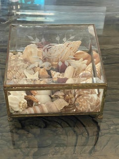 Small Cute Sea Shell Collection in an Antique Bevelled Gkass Brass Box