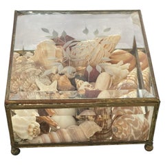 Small Cute Sea Shell Collection in an Antique Bevelled Gkass Brass Box