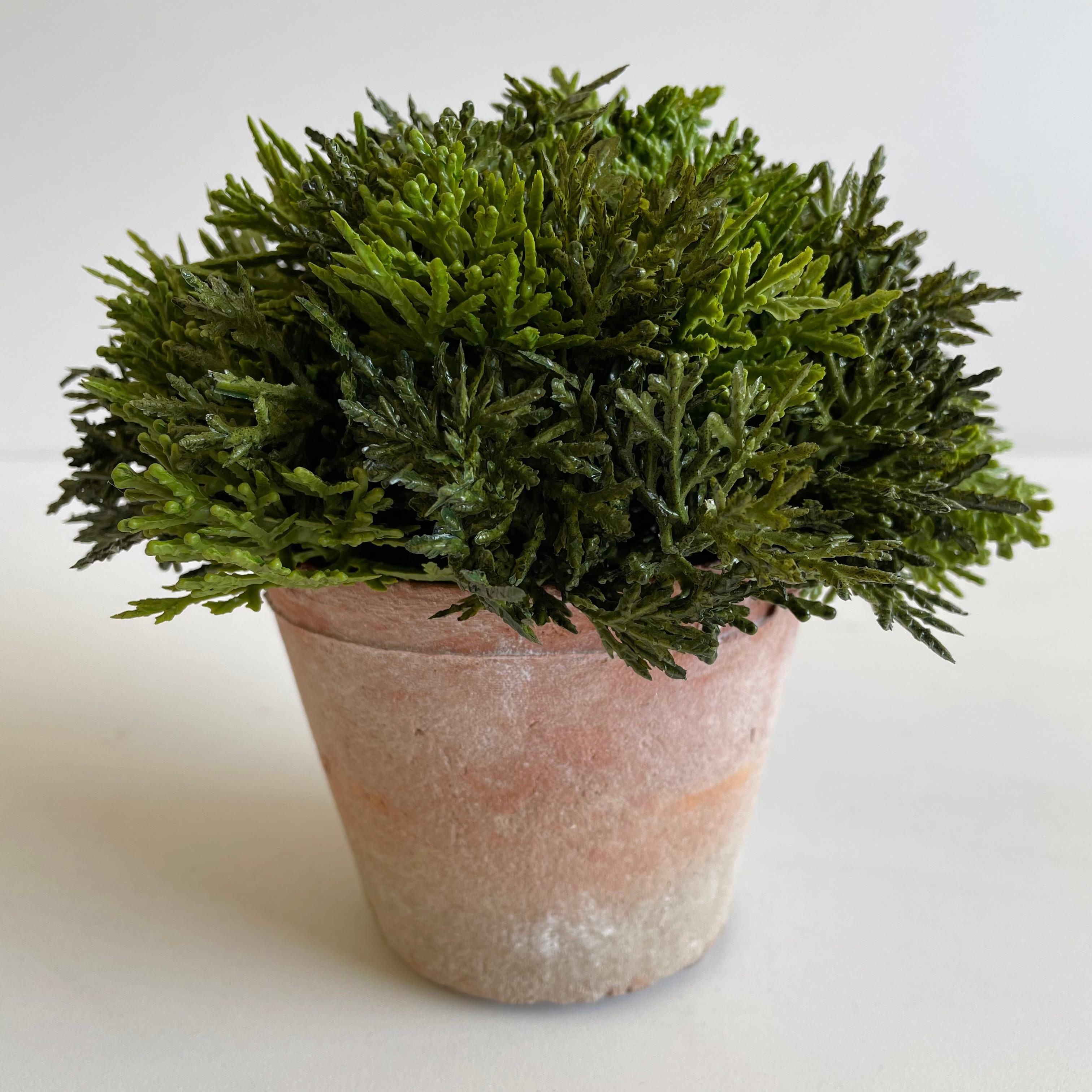 20th Century Small Cypress in French Clay Pot