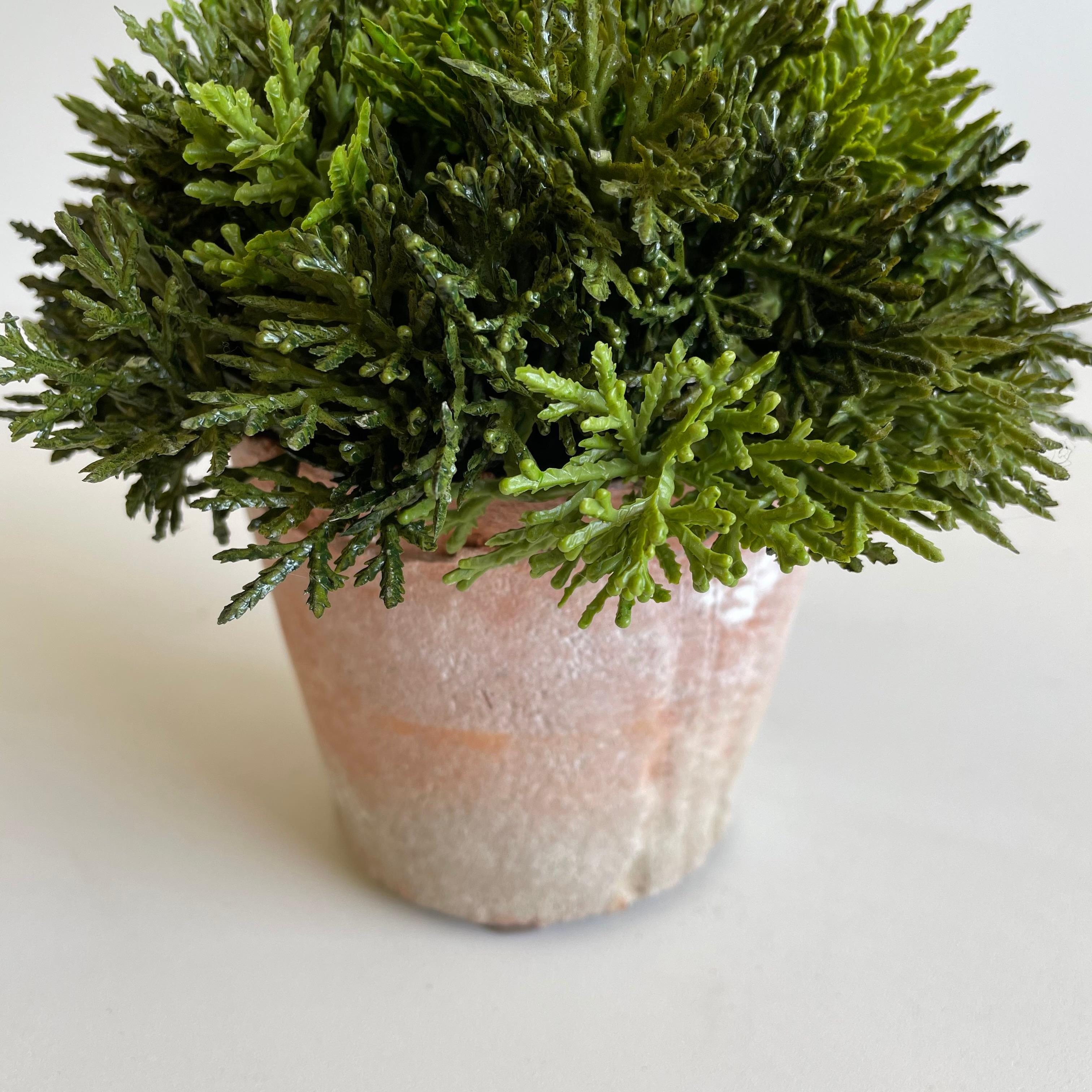 Small Cypress in French Clay Pot 2
