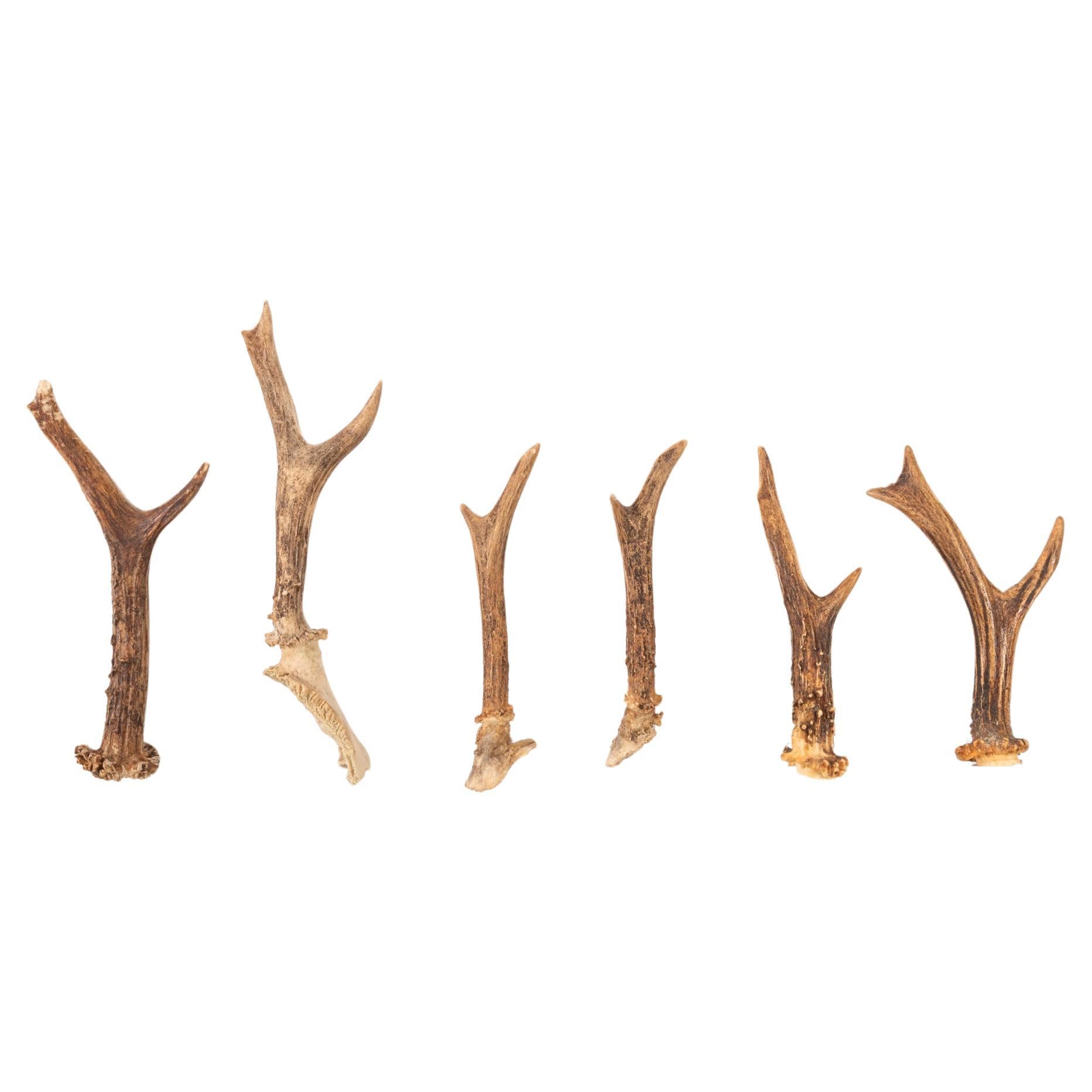 They are the first small antlers of fawns, which are changed as they grow.  I did'nt know what to write and describe in 1stdibs site, but they are natural, suitable as handles on furniture for mountain houses. Very beautiful and natural !
The sizes