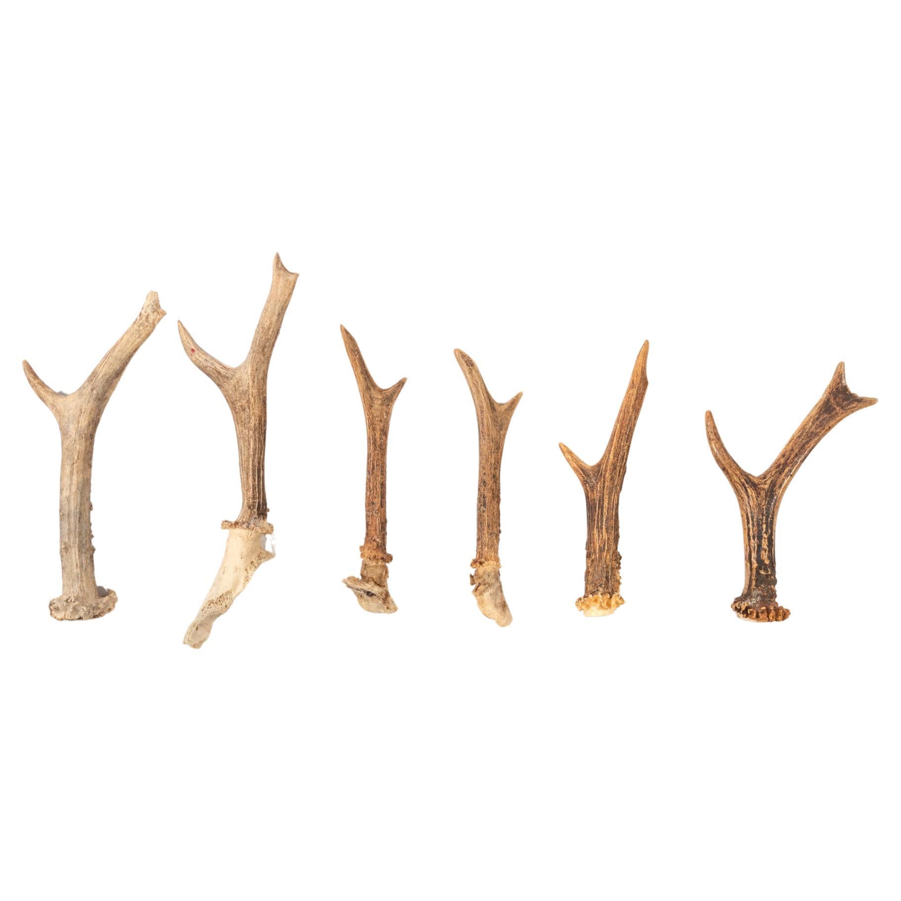 Small Deer Antlers for Furniture Handles For Sale