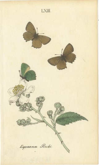 Small-Format Butterfly Engravings with Botanical Studies, 1835, view 3