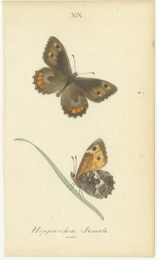 Small-Format Butterfly Engravings with Botanical Studies, 1835, view 4