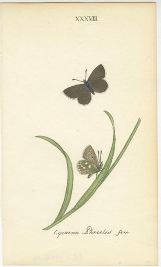 Small-Format Butterfly Engravings with Botanical Studies, 1835, view 5