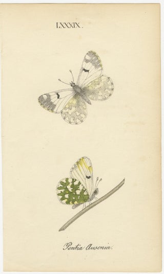 Small-Format Butterfly Engravings with Botanical Studies, 1835, view 6