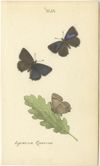 Small-Format Butterfly Engravings with Botanical Studies, 1835, view 7