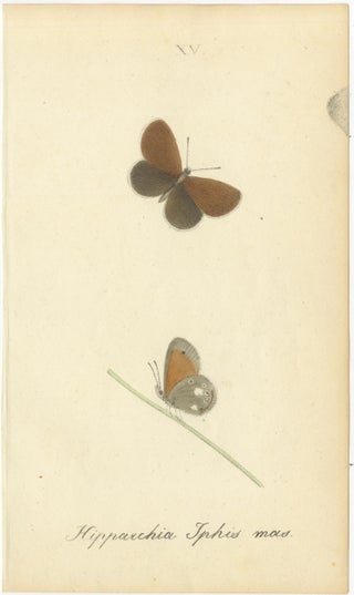 Small-Format Butterfly Engravings with Botanical Studies, 1835, view 8