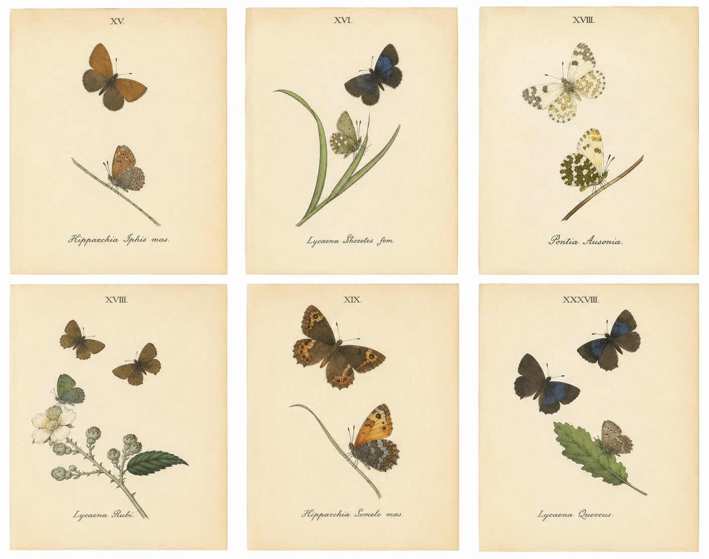 Small-Format Butterfly Engravings with Botanical Studies, 1835 For Sale