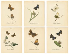 Small-Format Butterfly Engravings with Botanical Studies, 1835
