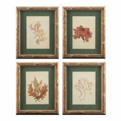 Rare Collection of Framed Pressed Seaweed Specimens from a 19th-Century Algarium