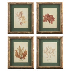 Rare Collection of Framed Pressed Seaweed Specimens from a 19th-Century Algarium