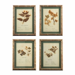 Small Gilt Framed Herbier Botanical Specimens from the 19th Century 10.5" H