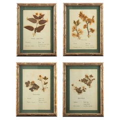 Small Gilt Framed Herbier Botanical Specimens from the 19th Century 10.5" H