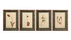 Small Gilt Framed Herbier Botanical Specimens from the 19th Century 9.5" H