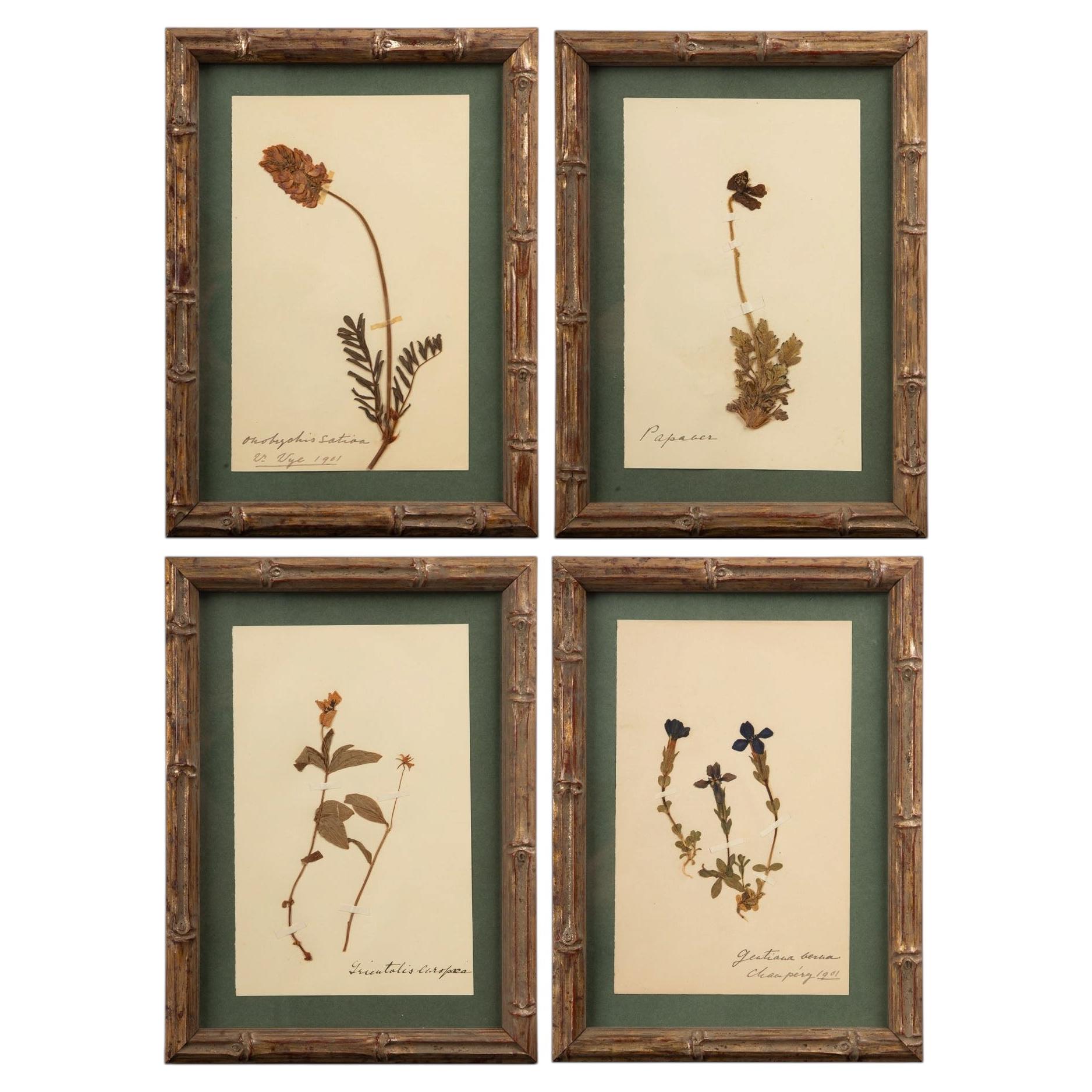 Petits spécimens botaniques d'herbier encadrés et dorés, datant du XIXe siècle, 9,5" de hauteur