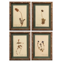 Small Gilt Framed Herbier Botanical Specimens from the 19th Century 9.5" H