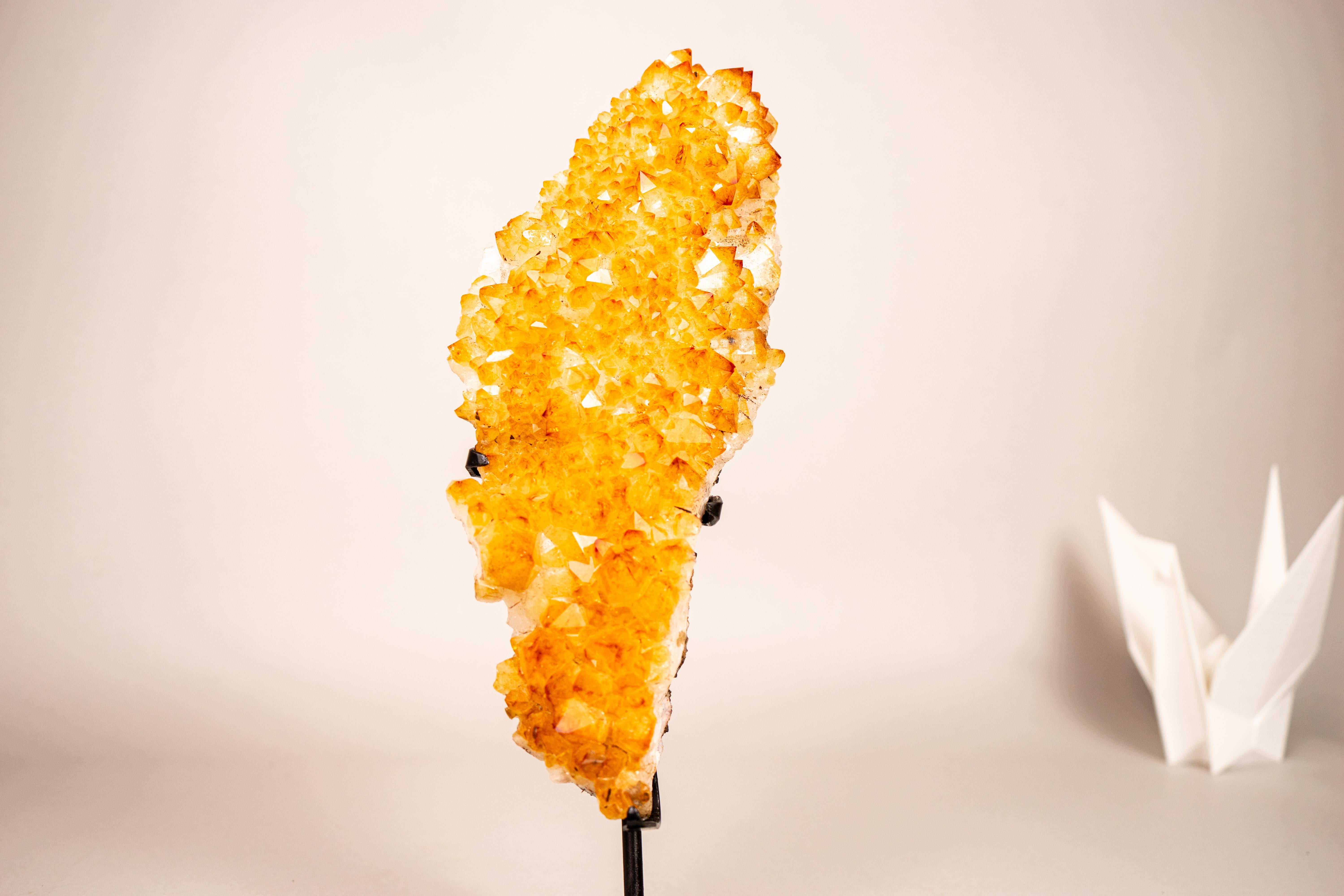 Un citrino naturale giallo oro con rosette intricate e druzy scintillanti.

▫️ Descrizione

Con una composizione completamente naturale di rosette, un bellissimo colore giallo oro e un'estetica dettagliata, questo cluster di Citrino è l'aggiunta