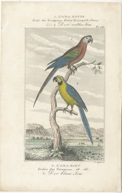 Small Hand-Colored Print L'Ara Rouge et Bleu Parrot from Buffon’s Histoire, 1770