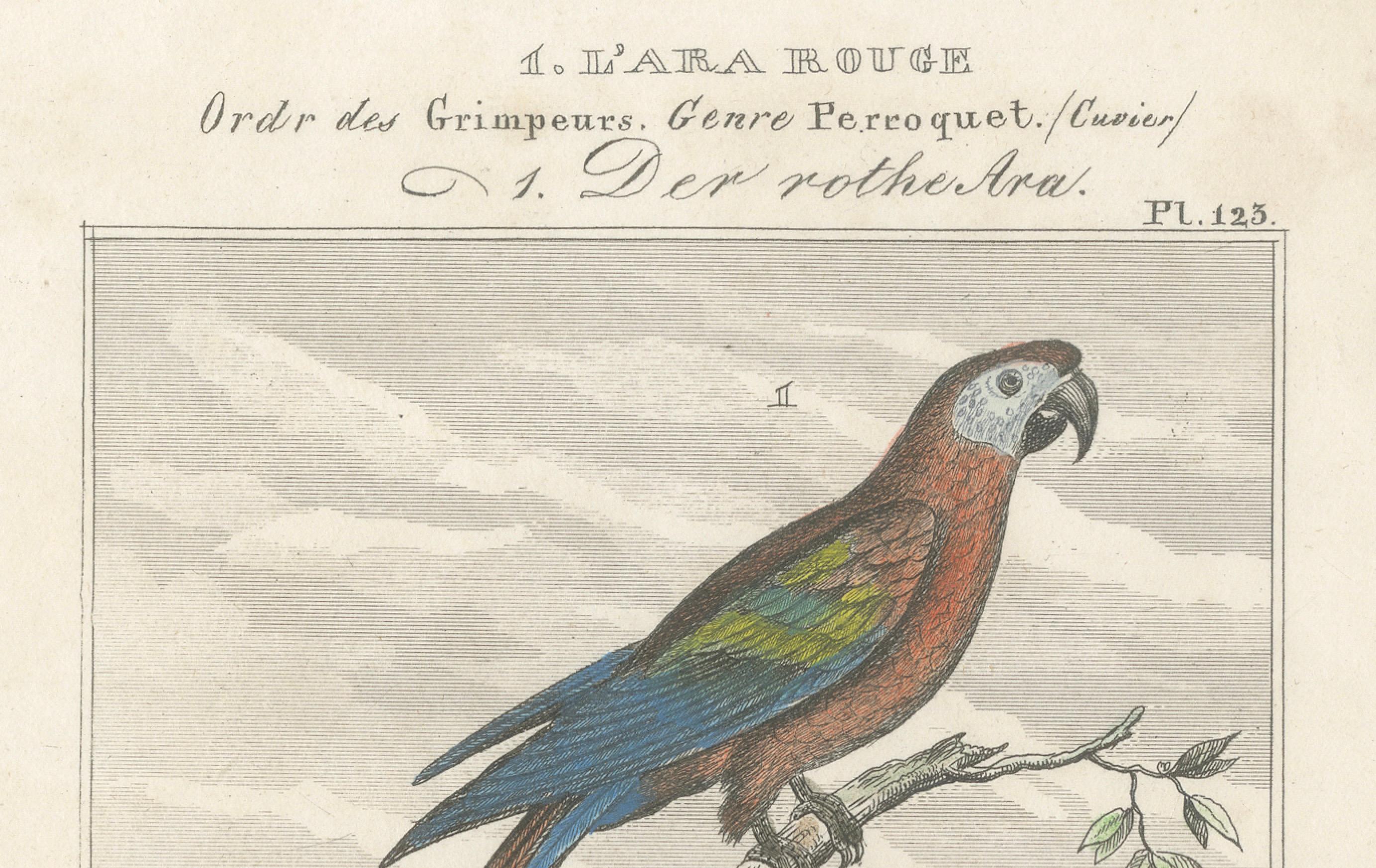 Engraved Small Hand-Colored Print L'Ara Rouge et Bleu Parrot from Buffon’s Histoire, 1770 For Sale
