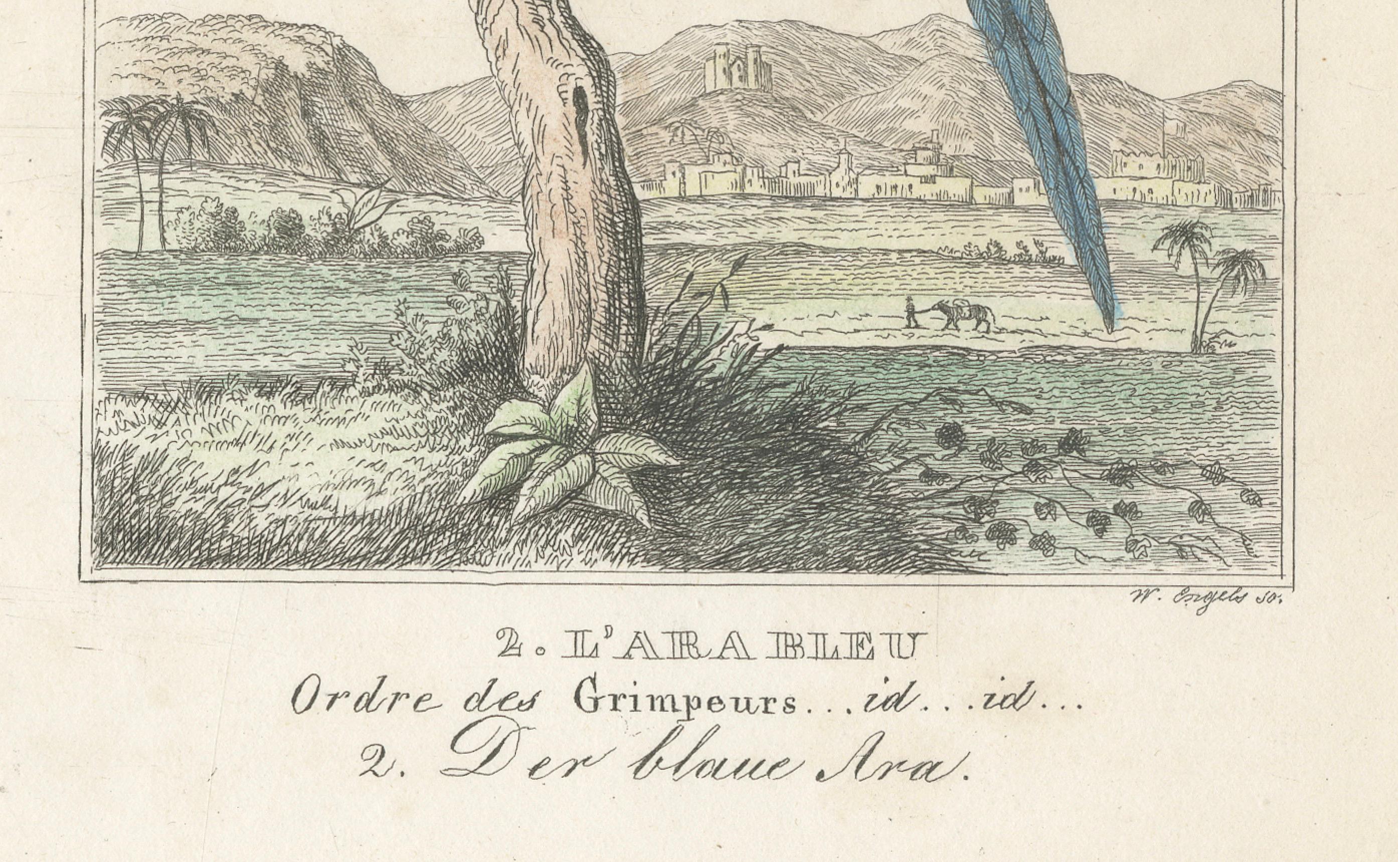 Small Hand-Colored Print L'Ara Rouge et Bleu Parrot from Buffon’s Histoire, 1770 In Good Condition For Sale In Langweer, NL