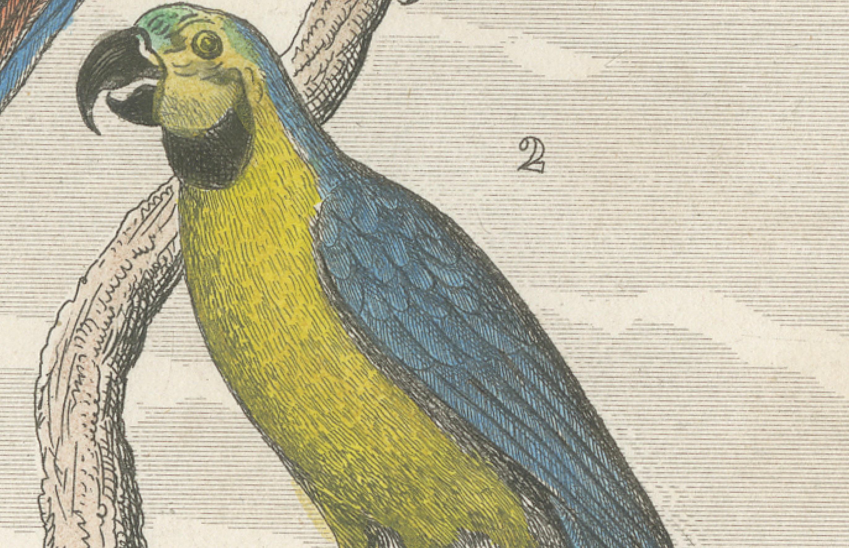 Paper Small Hand-Colored Print L'Ara Rouge et Bleu Parrot from Buffon’s Histoire, 1770 For Sale