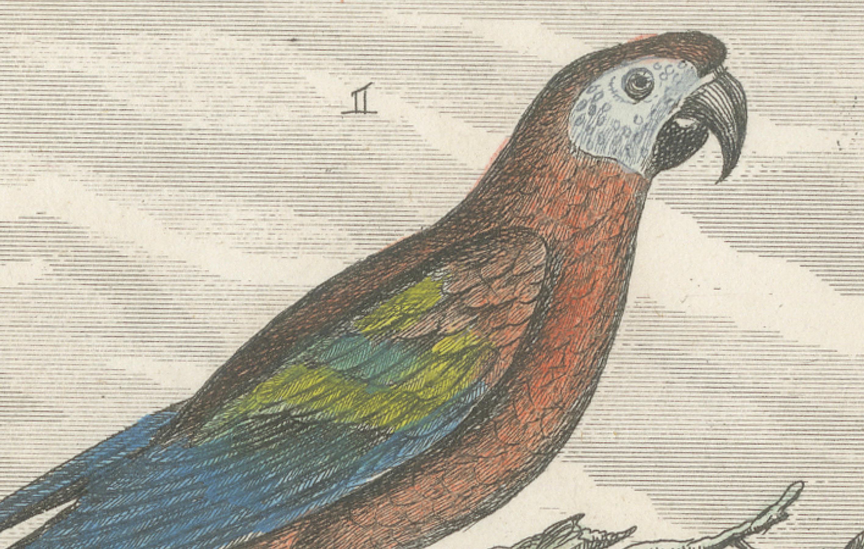 Small Hand-Colored Print L'Ara Rouge et Bleu Parrot from Buffon’s Histoire, 1770 For Sale 1