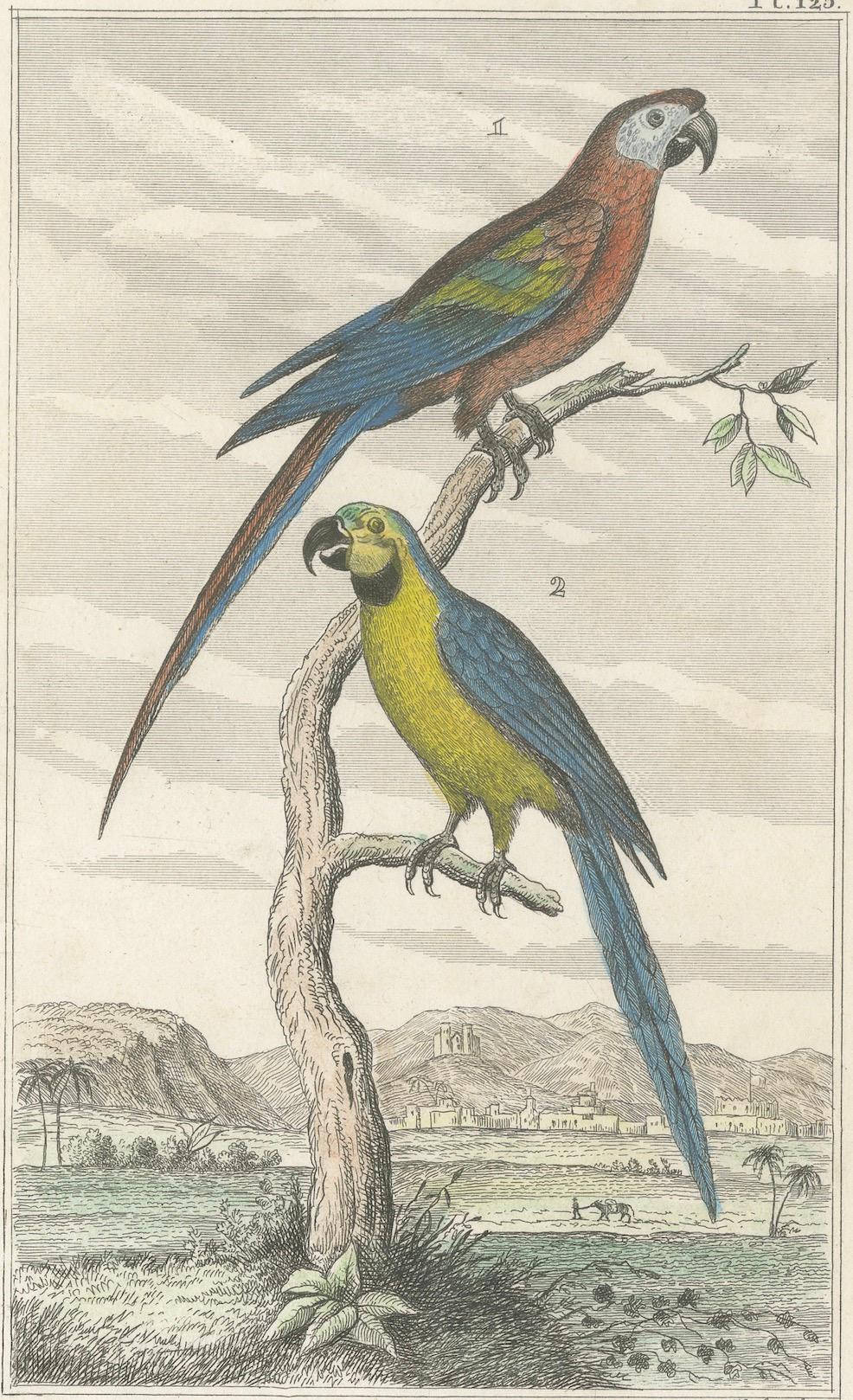 Small Hand-Colored Print L'Ara Rouge et Bleu Parrot from Buffon’s Histoire, 1770 For Sale 2