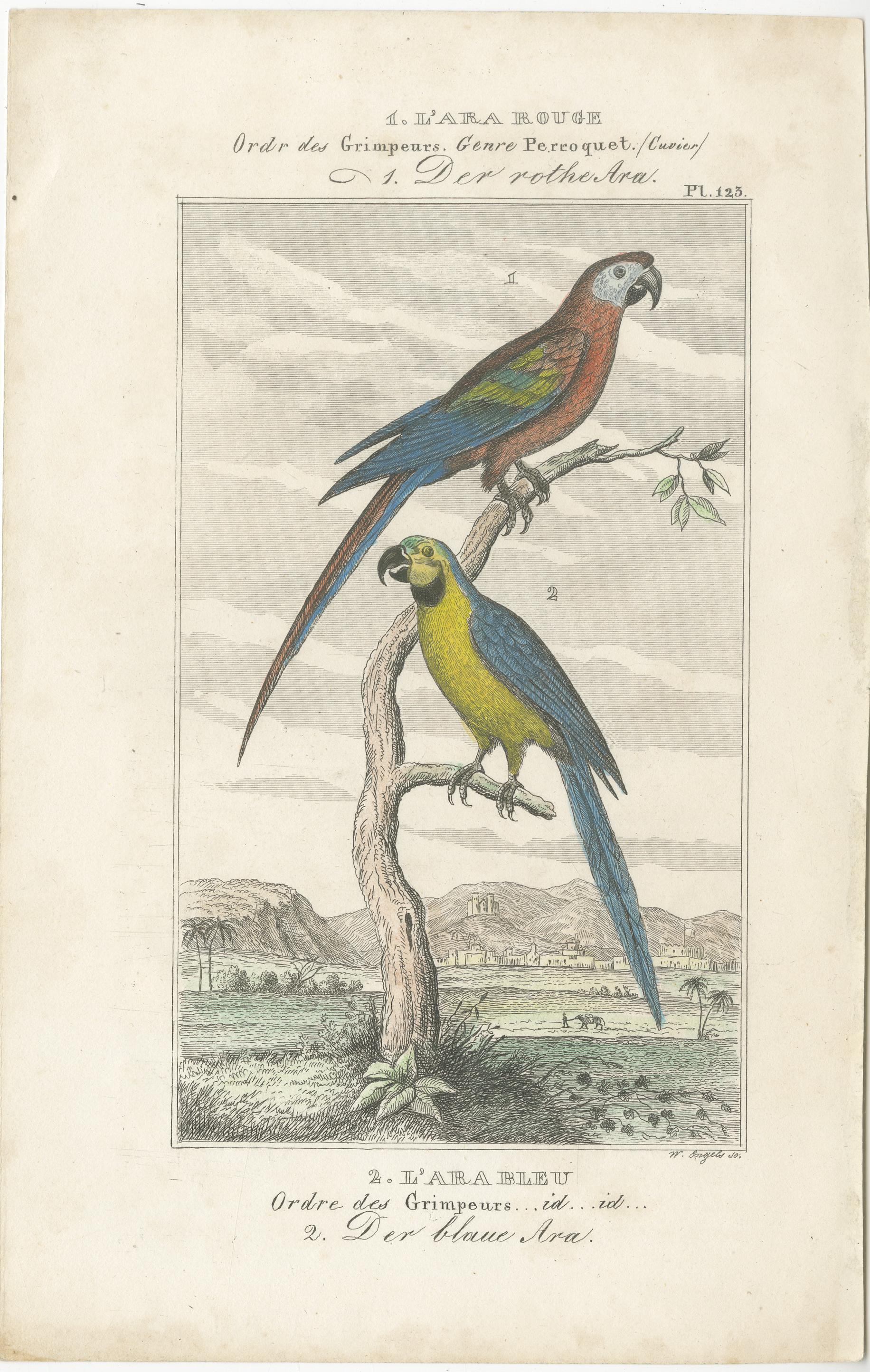 Small Hand-Colored Print L'Ara Rouge et Bleu Parrot from Buffon’s Histoire, 1770 For Sale 3