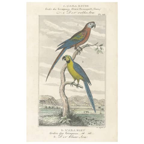 Small Hand-Colored Print L'Ara Rouge et Bleu Parrot from Buffon’s Histoire, 1770