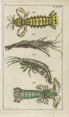 Small History Prints Showing Crustaceans, Marine Life and Detailed Insects, 1832