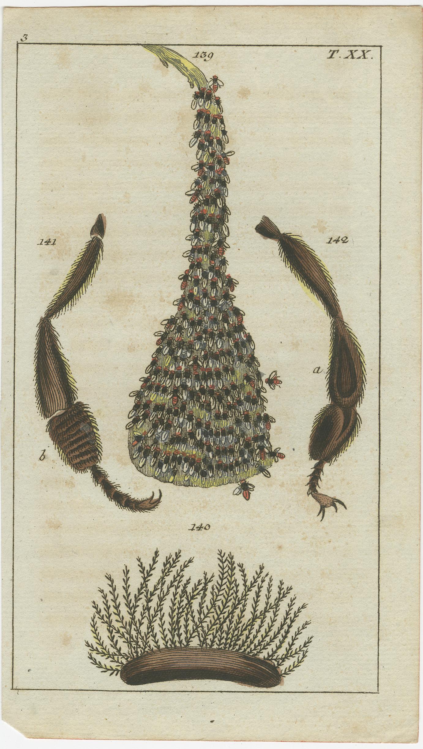 Kleine historische Drucke mit Crustaceans, Meeresleben und detaillierten Insekten, 1832 im Zustand „Gut“ im Angebot in Langweer, NL