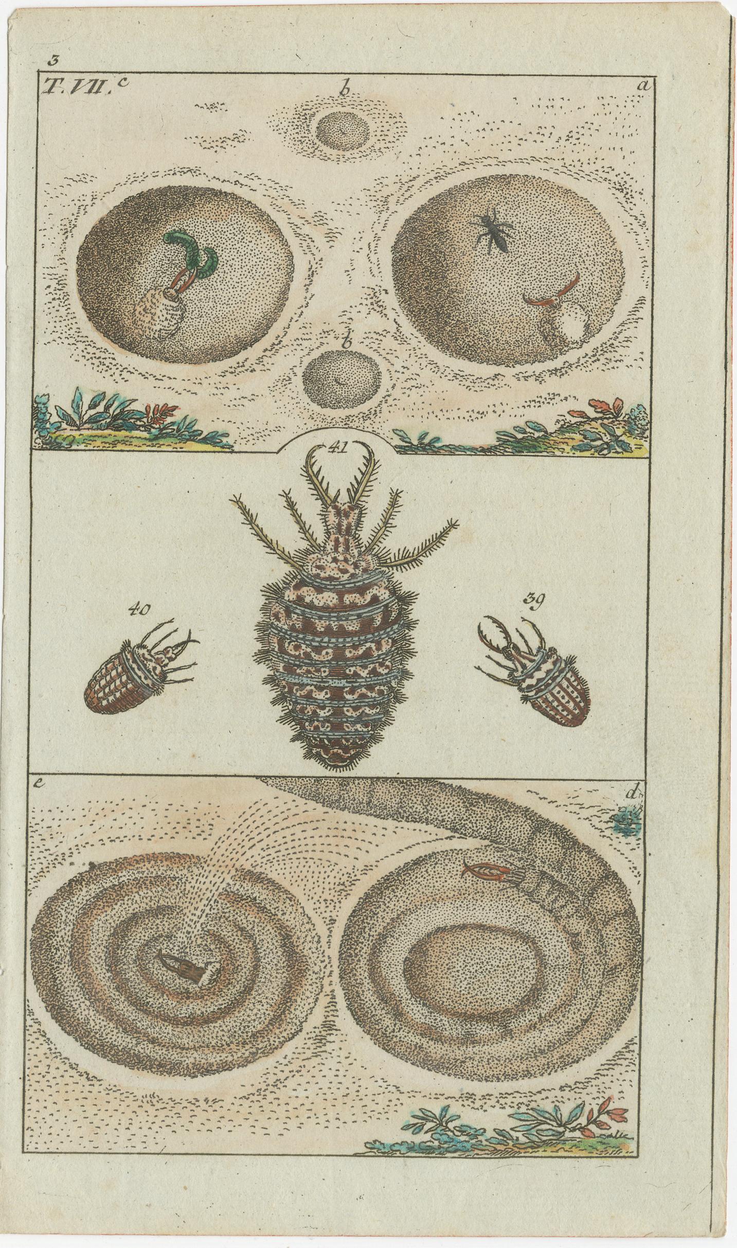 Kleine historische Drucke mit Crustaceans, Meeresleben und detaillierten Insekten, 1832 (Mittleres 19. Jahrhundert) im Angebot