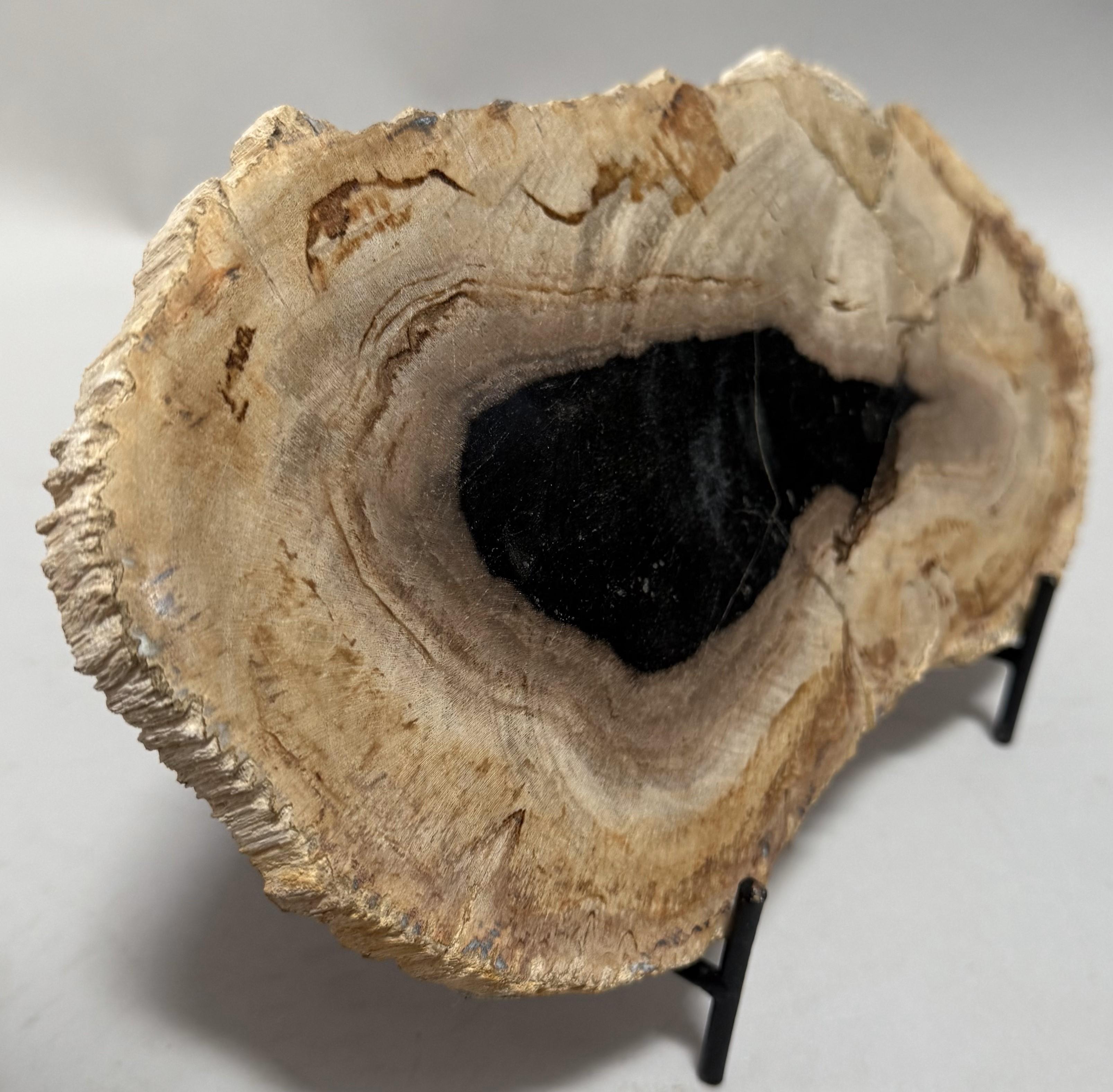 Small Indonesian Petrified Wood Slab – Dipterocarpus Species For Sale 4
